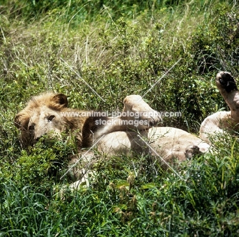 lion rolling in lake manyara national park