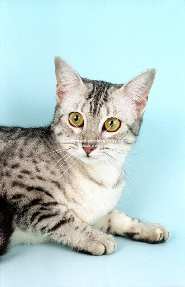 Egyptian Mau lying down