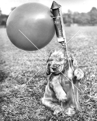 Cocker Spaniel pup with fireworks