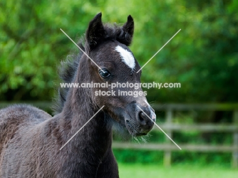 one falabella foal in green field