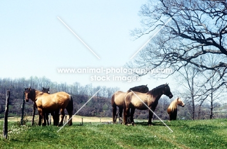 mustang mares in usa