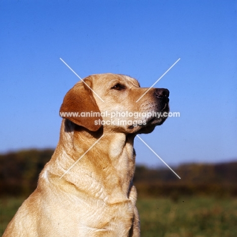 proud yellow labrador, head study