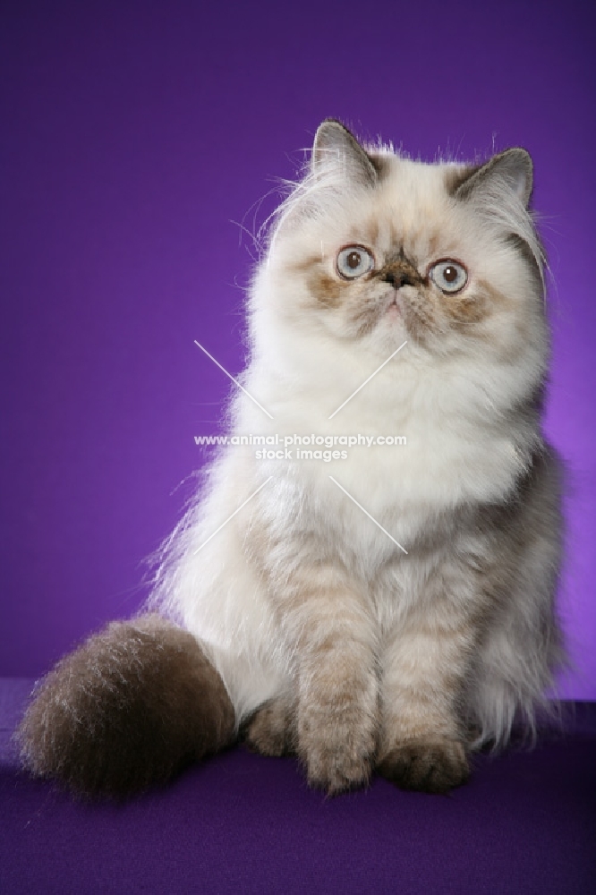 Colourpoint cat (Aka: Persian or Himalayan)