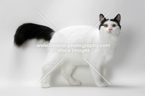 black and white Turkish Van cat, looking at camera