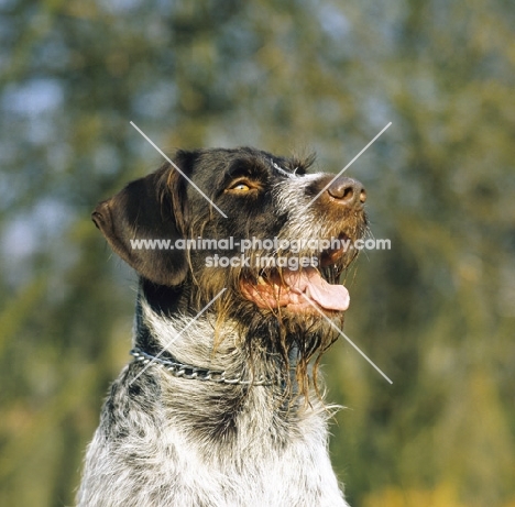 german wirehaired pointer