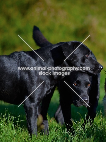 two black Labradors together