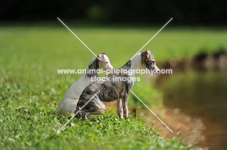 two young Whippet dogs on river bank