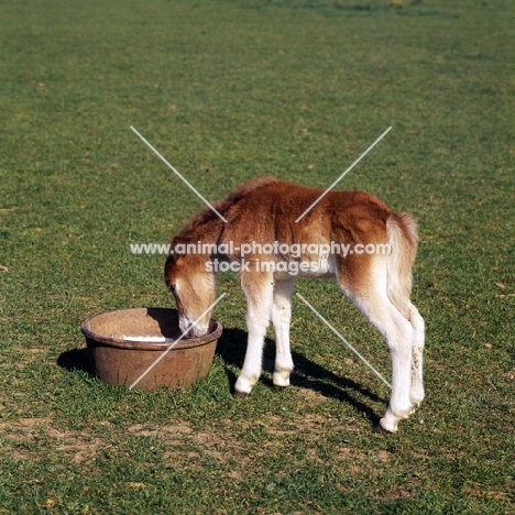 shetland pony foal investigating