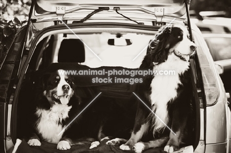 two Bernese Mountain dogs in car boot