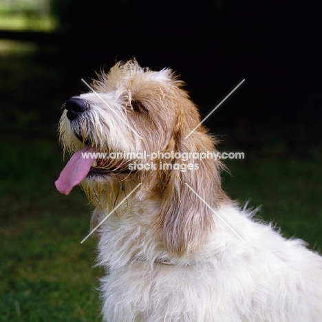 jomil rolande a cochise,  basset griffon vendeen (petit) head shot