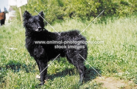 Croatian Sheepdog