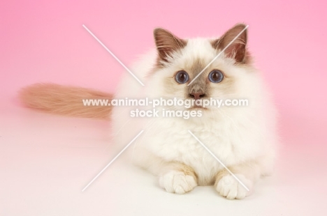 Lilac point Birman cat on pastel backround