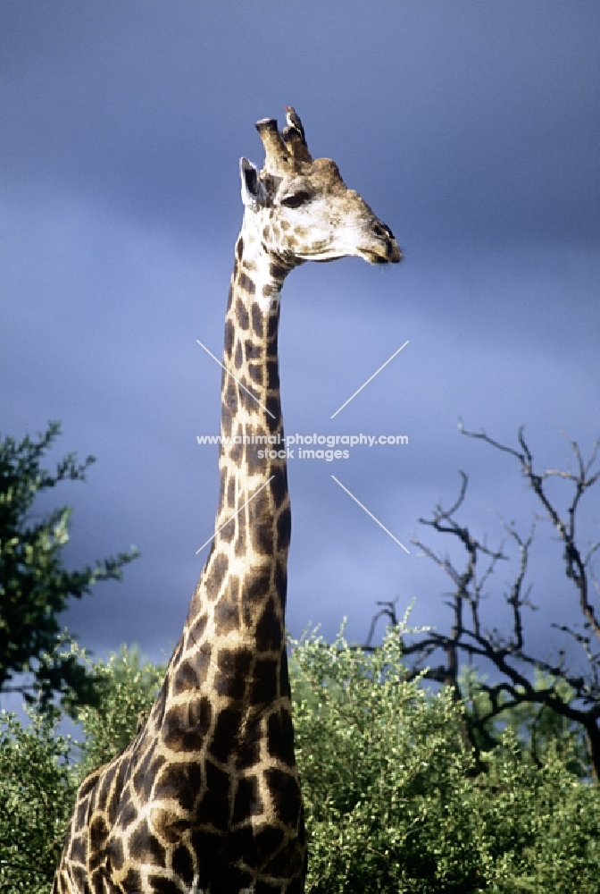 giraffe in hluhluwe np south africa