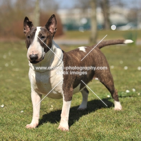 Bull Terrier dog standing on grass