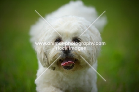 white lhasa apso with tongue out