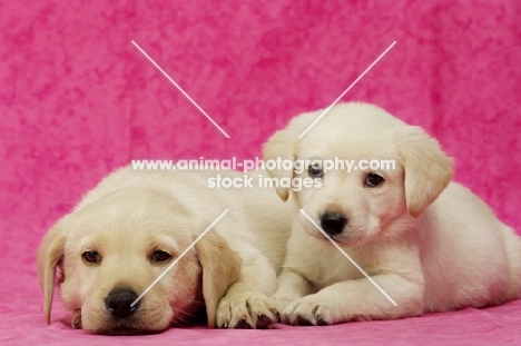 Golden Labrador Puppies on a pink background