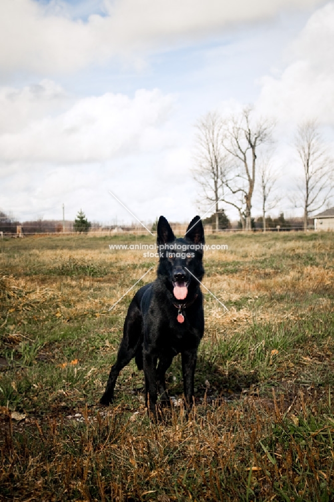 black Shepherd standing in field