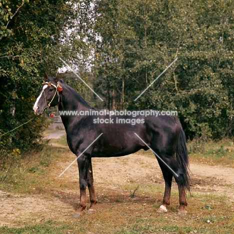 kolchedan, russian trotter at moscow no. 1 stud