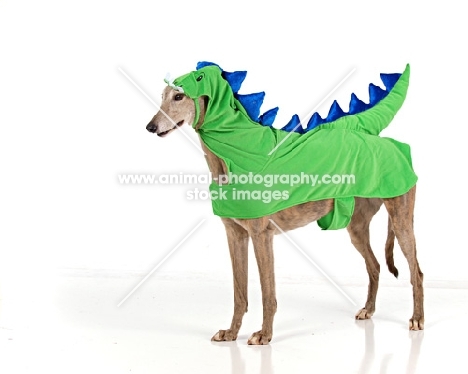 Greyhound dressed as a dragon