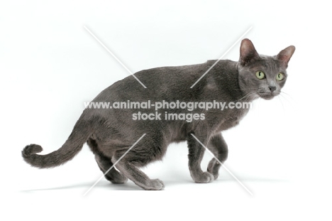 female Korat cat on white background