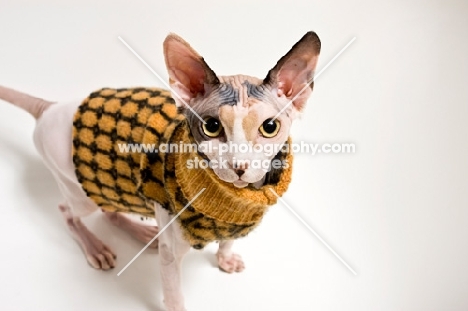 sphynx cat wearing checkered sweater