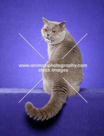 lilac British Shorthair, back view