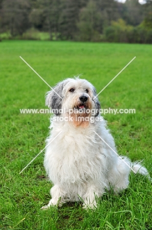 Polish Lowland Sheepdog sitting in field