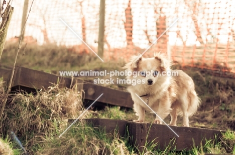 long-haired Chihuahua