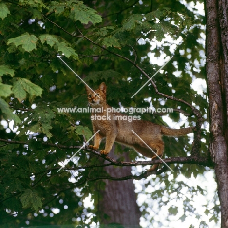canadian abyssinian cat looking out from a tree