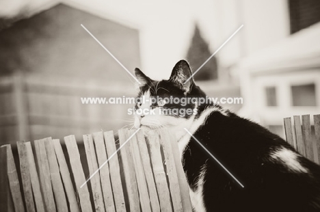 bi-coloured short haired cat outdoors