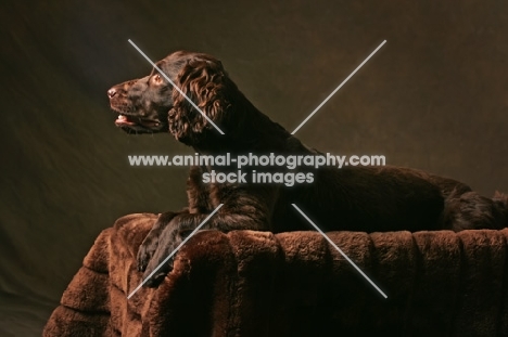 Boykin Spaniel in studio