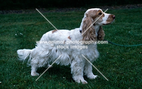 tilly, undocked english cocker spaniel standing on grass