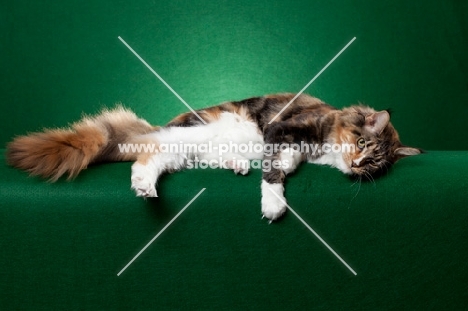Maine Coon cat laying on green background