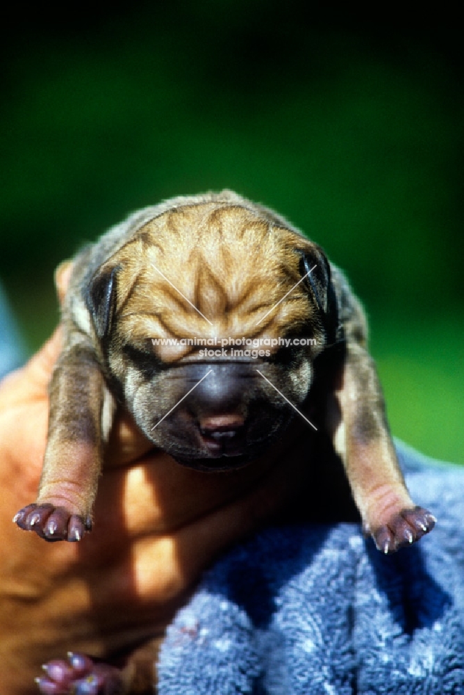 shar pei puppy