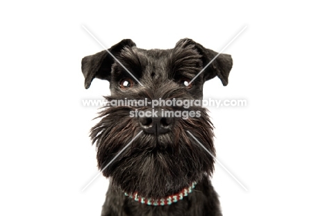 Schnauzer looking directly at the camera