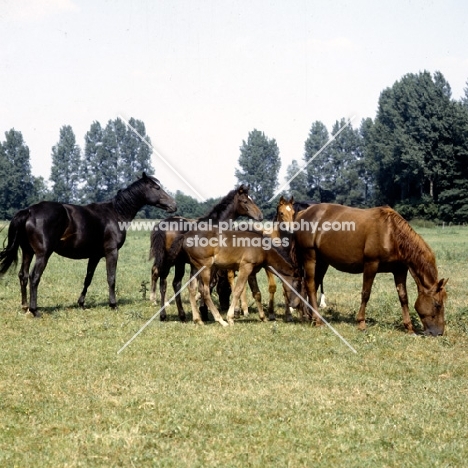 group of westphalian warmblood mares and foals