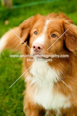 Nova Scotia Duck Tolling Retriever