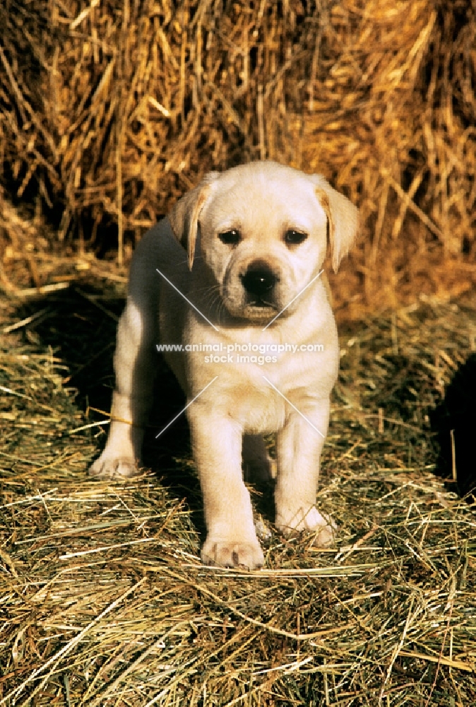 labrador retriever puppy standing on straw