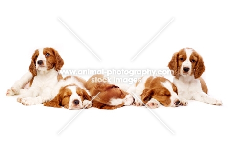 Welsh Springer Spaniel