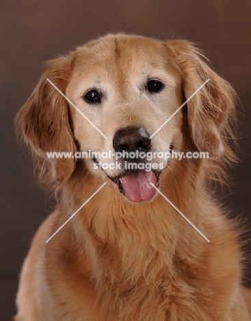 Golden Retriever looking at camera with tongue out