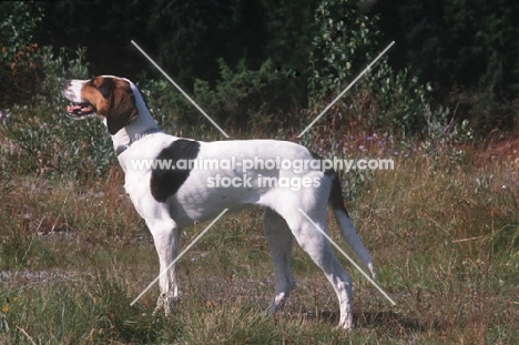 Halden Hound, aka Norwegian Haldenstovare, rare breed