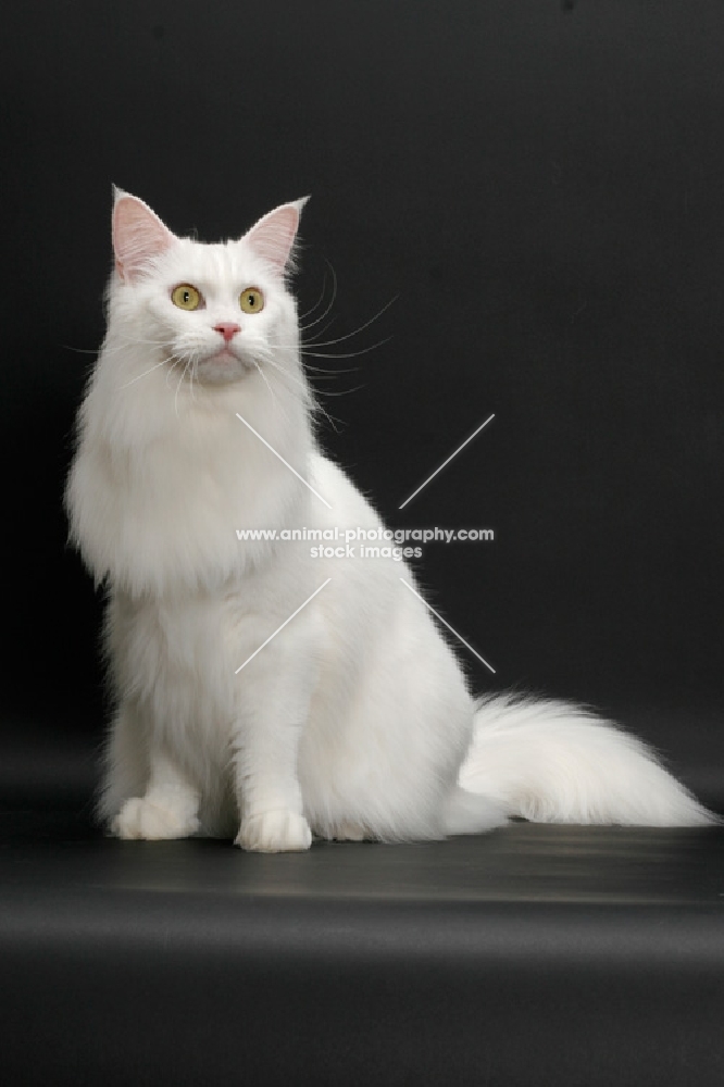 white Maine Coon on black background, sitting down