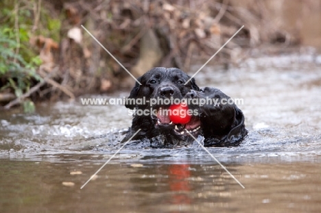 two black labs swimming with the same ball in their mouths