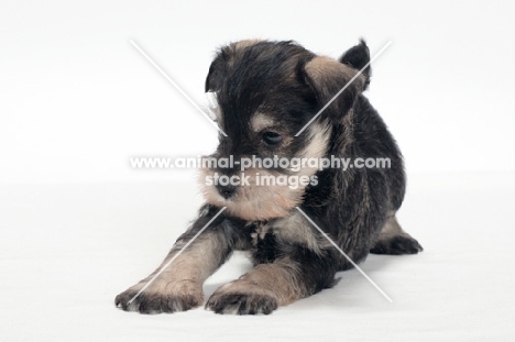 Miniature Schnauzer puppy, looking away