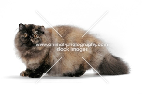 Tortoiseshell Persian