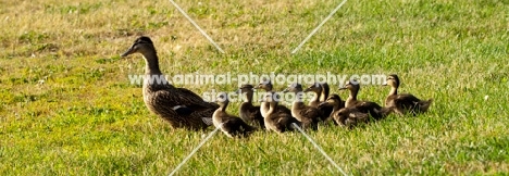 Mallard Duck hen and her ducklins walking across the grass.



