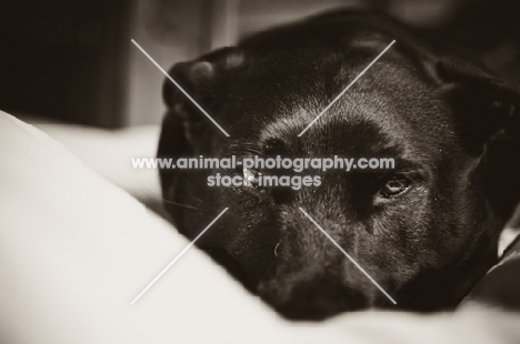 Staffordshire Bull Terrier lying down
