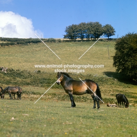 Exmoor stallion with mares and foals on Exmoor