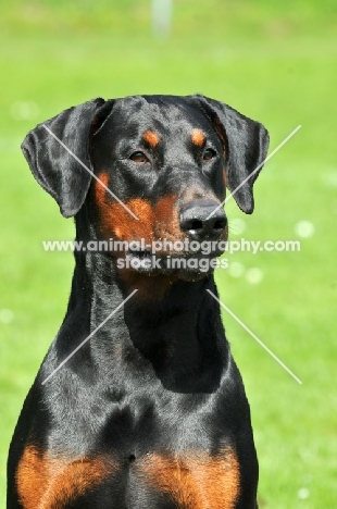 black and tan doberman, looking away