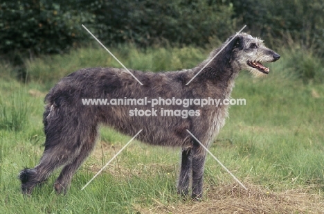 deerhound standing in a field